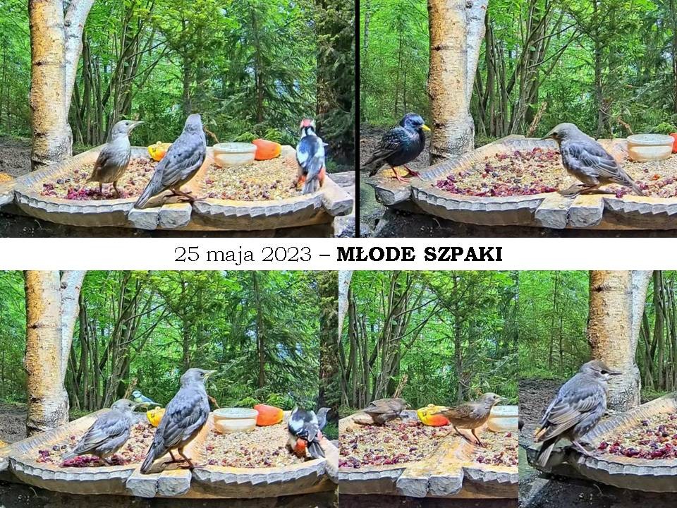 livebirdspoland_30b503073ae7c89cac72196ffb353bc8.jpg