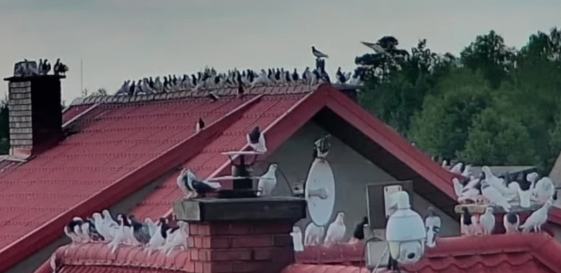 livebirdspoland_ee4a7bd2498b6918c07da70e0d2155aa.gif