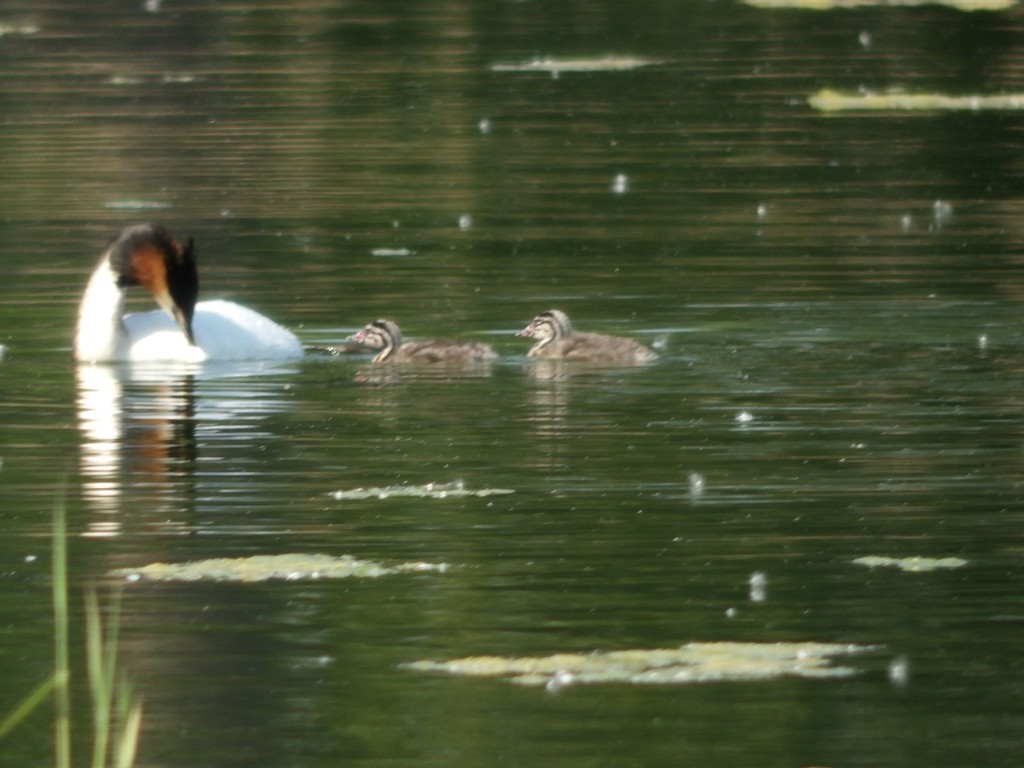 livebirdspoland_a41b271bce22a8daa6135320a4b28f77.jpg