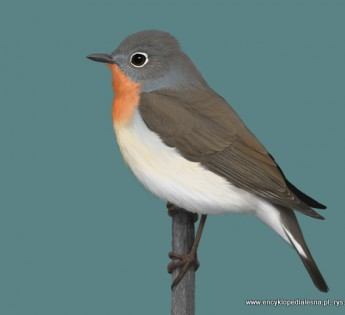 livebirdspoland_2f45b8eaede42113c74abcc7f583ced4.png