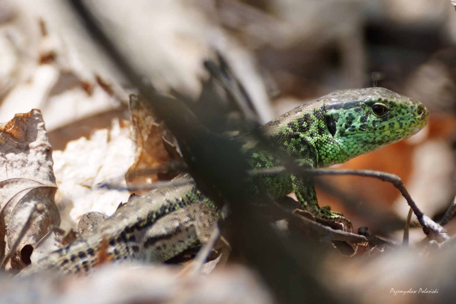 livebirdspoland_8f263179ea6cd7cb6fc8f51e546250a3.jpg