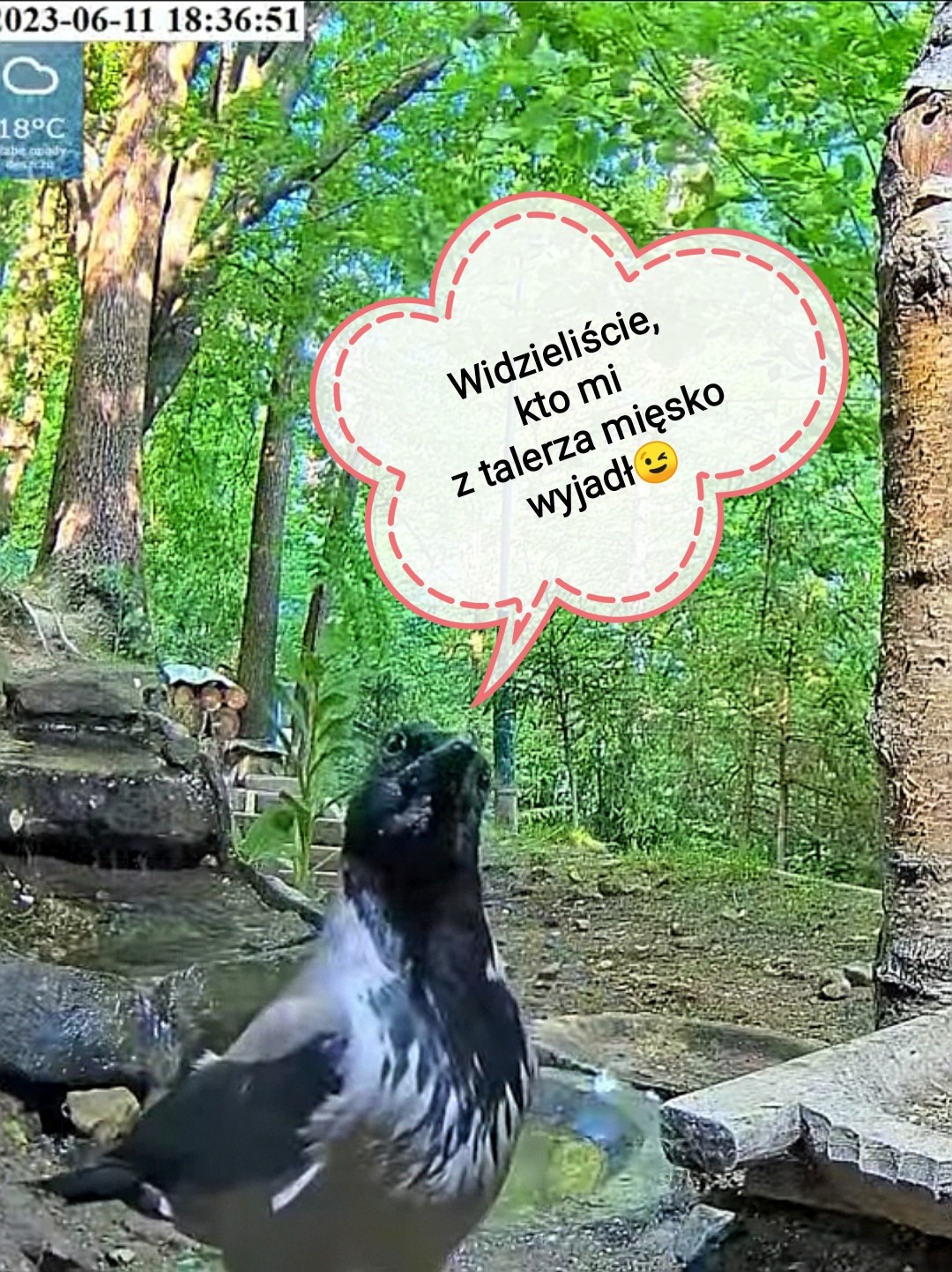 livebirdspoland_81813c754853d6ed52104b3523ee80a9.jpg