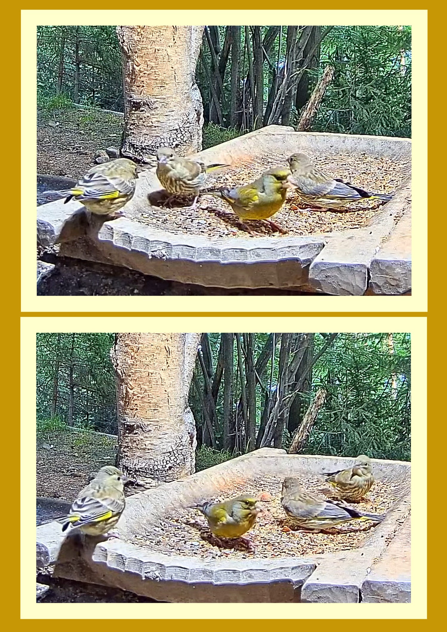livebirdspoland_71ef1383c7250faa7757dac2e18bc2b8.jpg