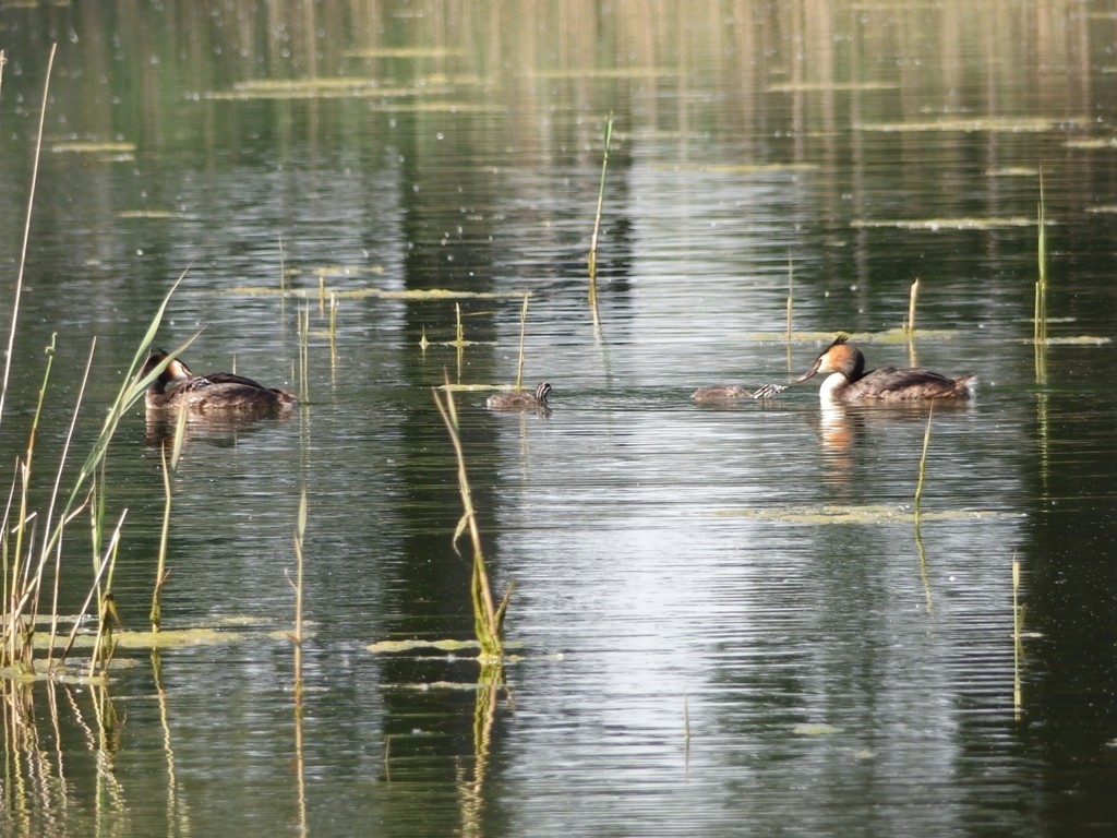 livebirdspoland_9922165dc22e304ecd9c60e9bd00102a.jpg