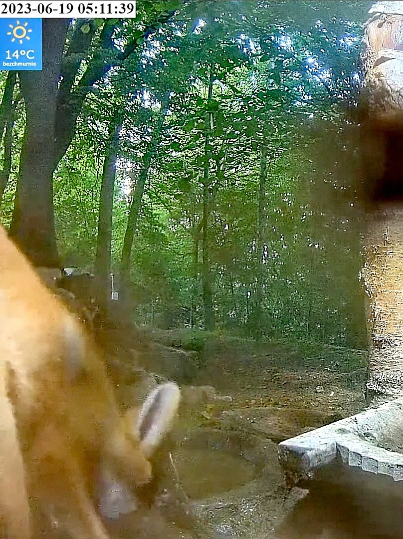 livebirdspoland_58006d05c19f2ef5812e80041091c083.jpg