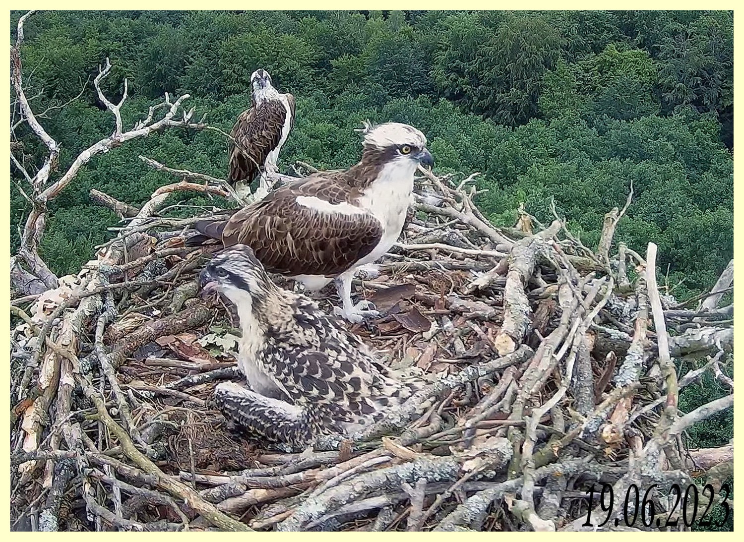 livebirdspoland_a0d9ba404e1c0699e7d110eb48b19262.jpg