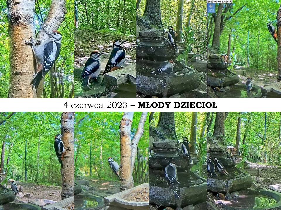 livebirdspoland_ec2bc8134f8fb43fd9e28ae789087a7e.jpg