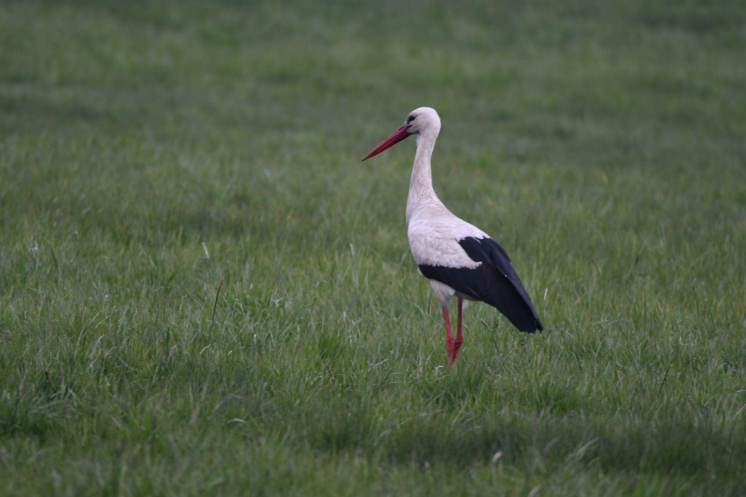 livebirdspoland_e77bcfc7a9b329161ecc67665be4719b.png