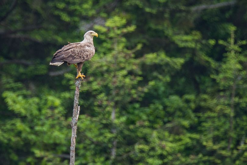 livebirdspoland_d16d875e8cfa0b636d194c2f35ccd0e4.png