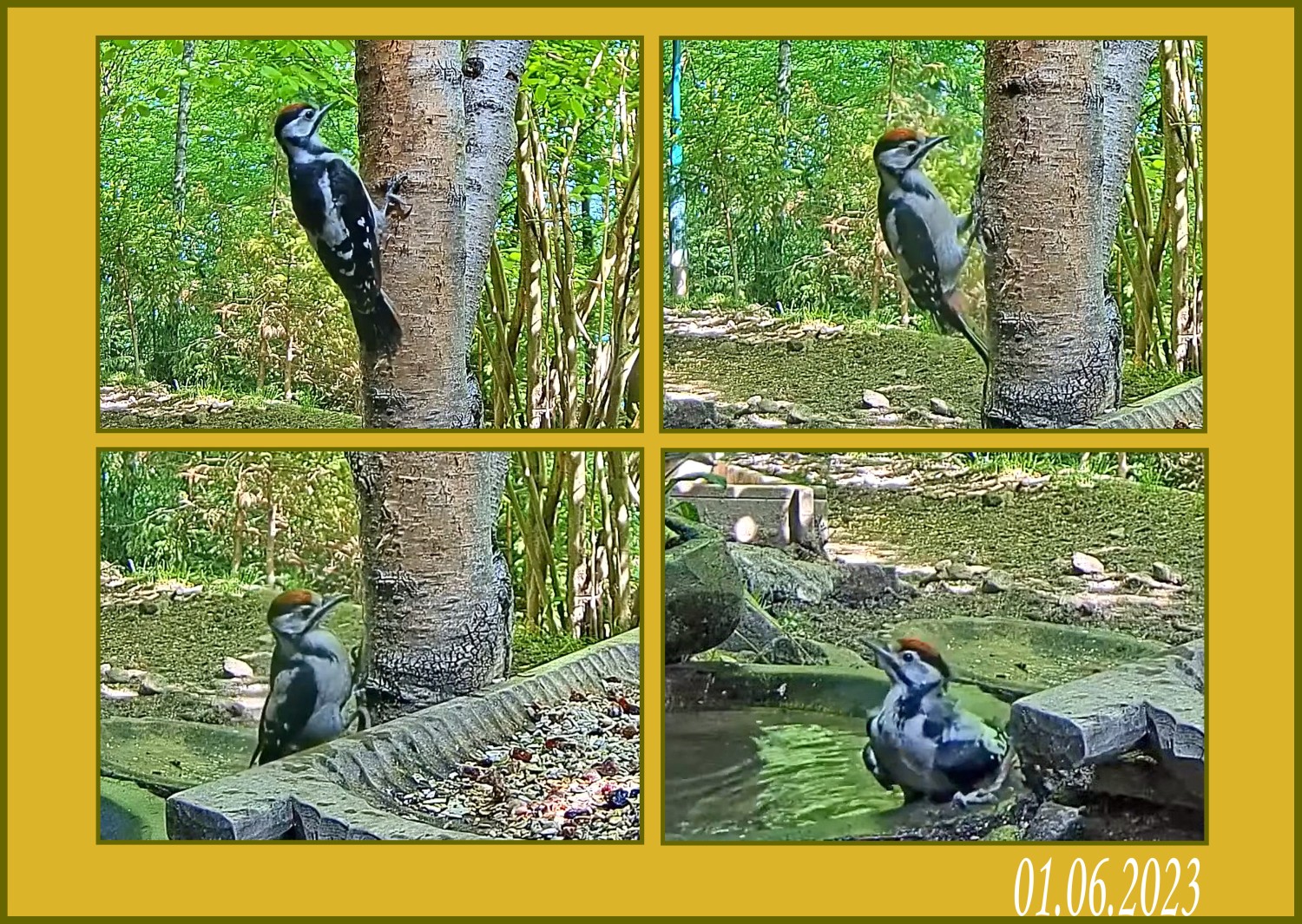 livebirdspoland_d4a4246b357aeb396d72dade63ef218b.jpg