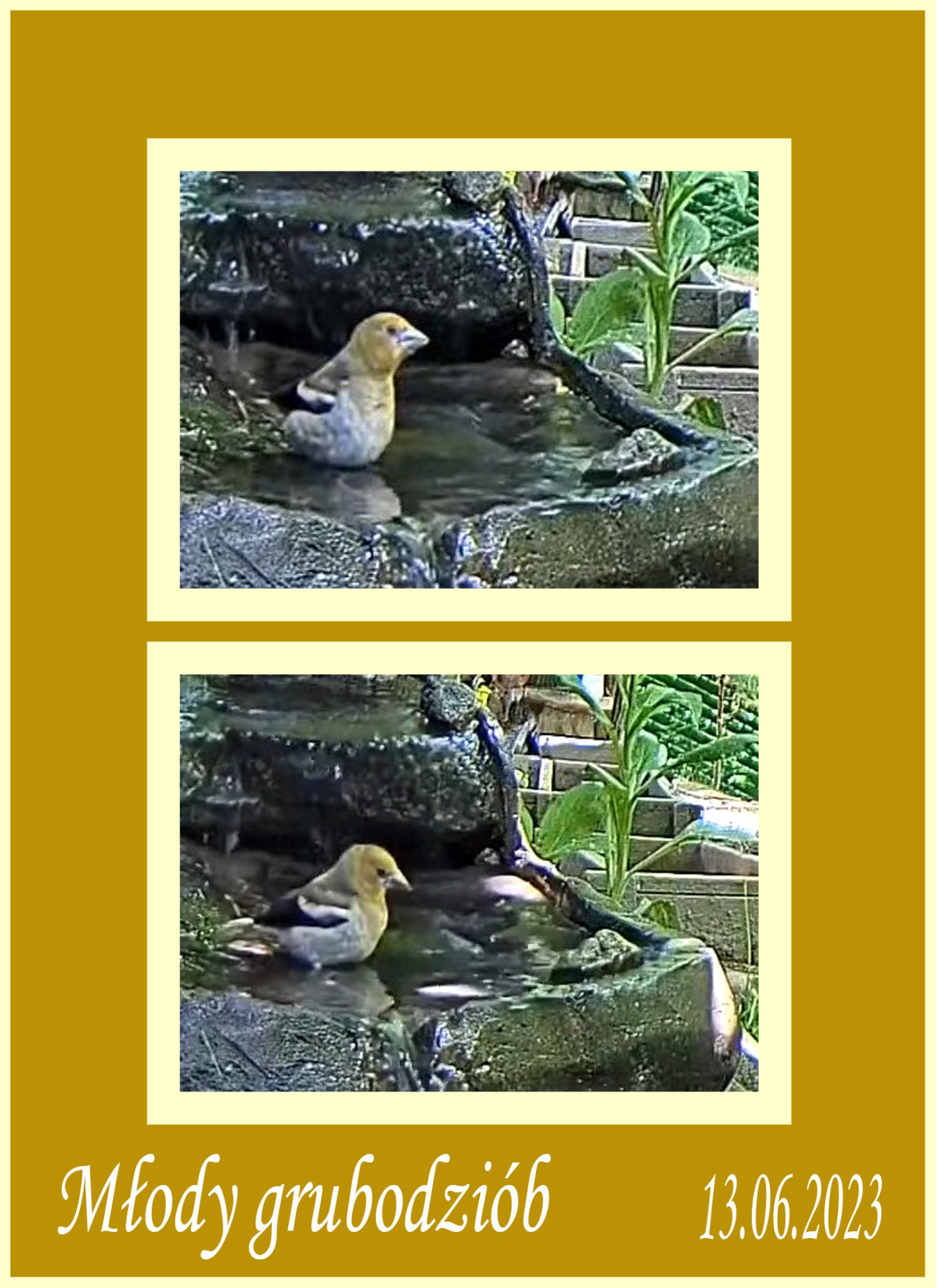 livebirdspoland_eb80c8a38e84dcc992a1f4b043eaaea1.jpg