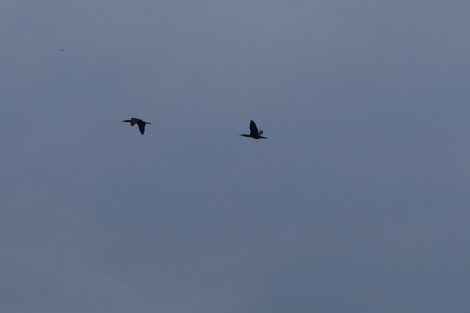 livebirdspoland_c3e047c2c00aaaf2df2a552d0457e34c.jpg