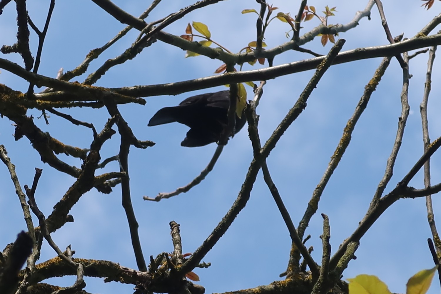 livebirdspoland_f4055f2581d12c1b4ef4728340fc66ec.jpg