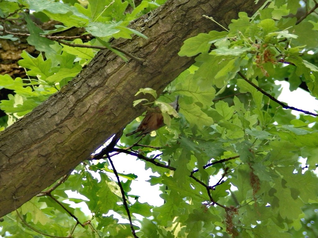 livebirdspoland_dd134c85c7afa5b153fb0ba0a22e31a3.jpg