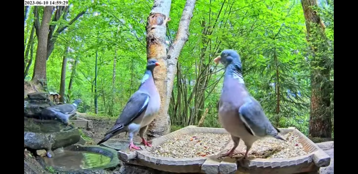 livebirdspoland_4df973cf228f74f80d2391c7d12e39cd.jpg