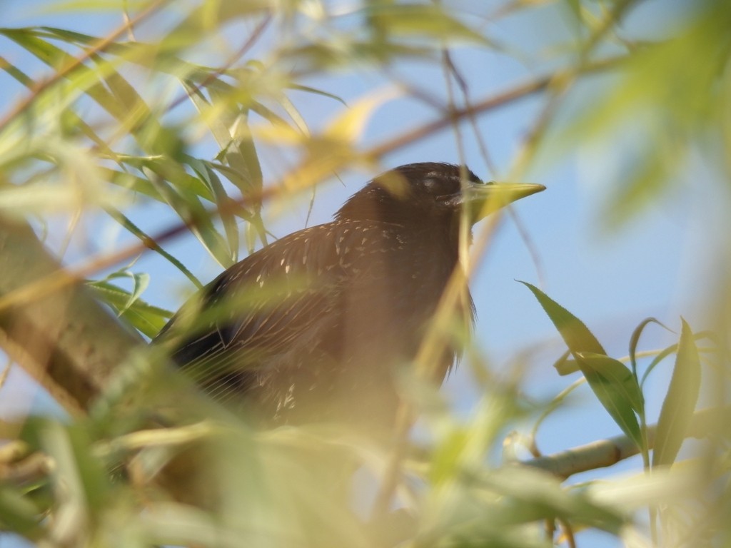 livebirdspoland_f4abd77473f38b117143f0b40731456f.jpg
