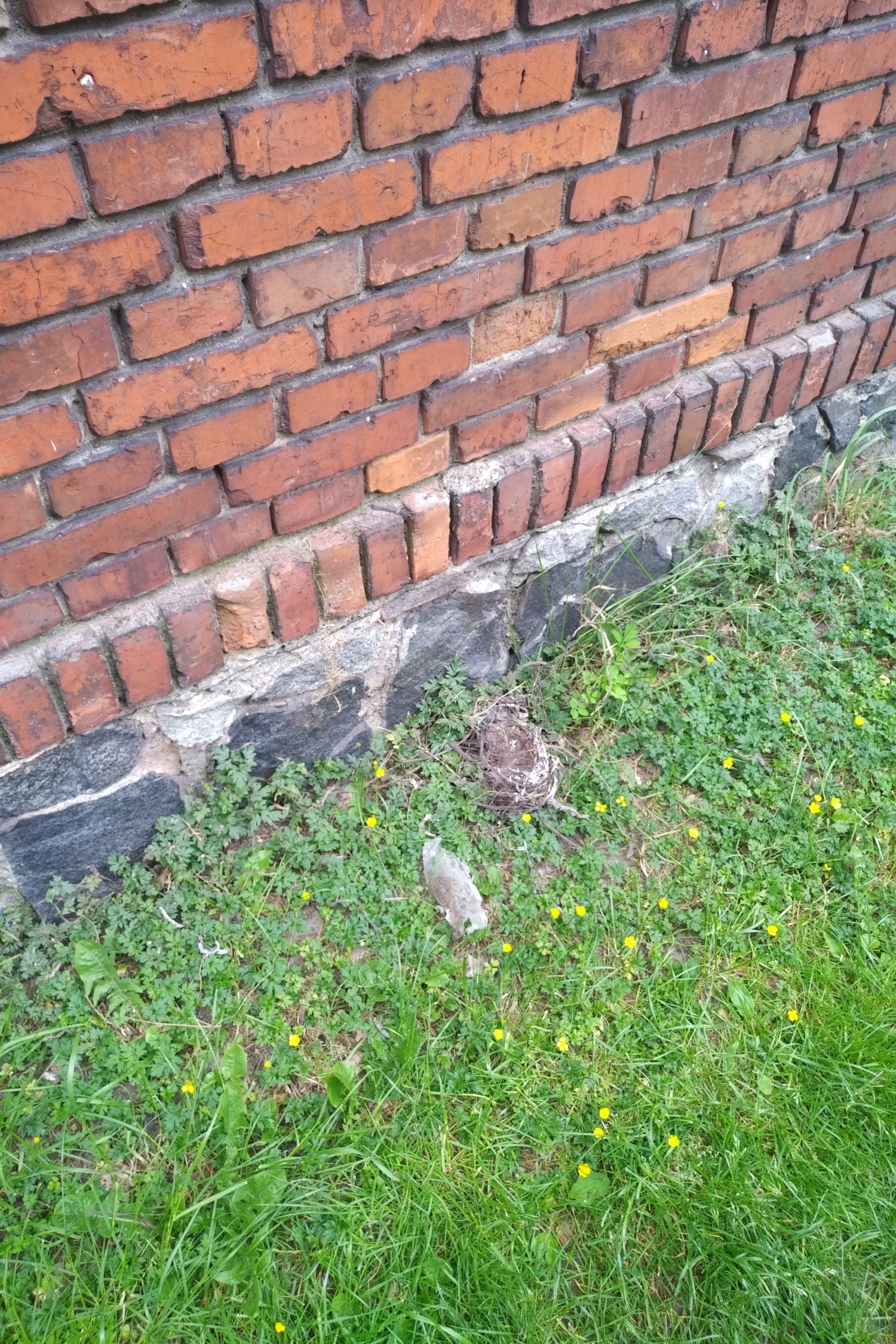 livebirdspoland_17406f965c4f958fda0938fee5d63fad.jpg