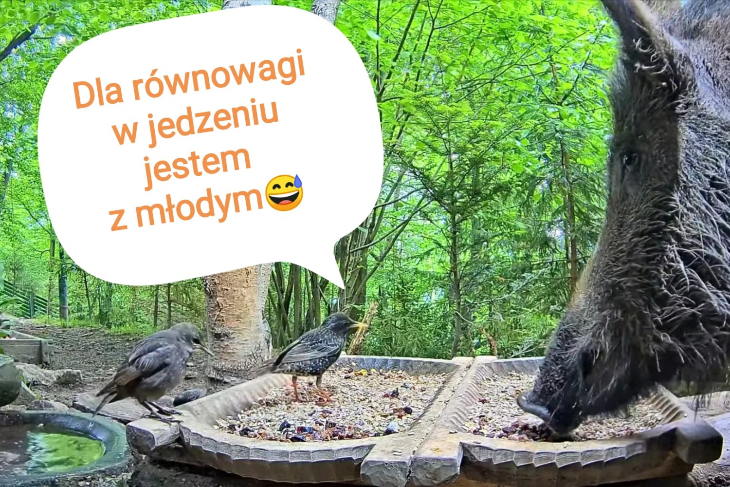 livebirdspoland_85e34f140810d46c29bd69c6ef07aa65.jpg