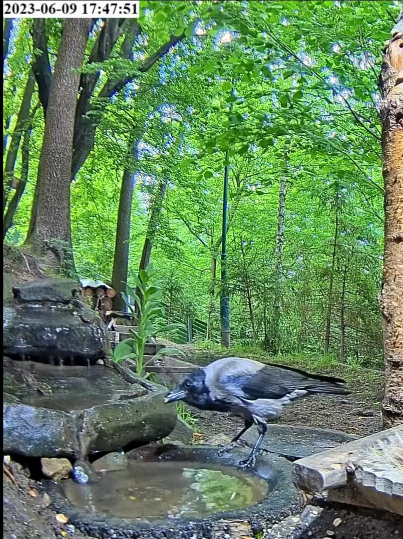 livebirdspoland_bdf9ffad81e8cb5824937227adb8a95b.jpg