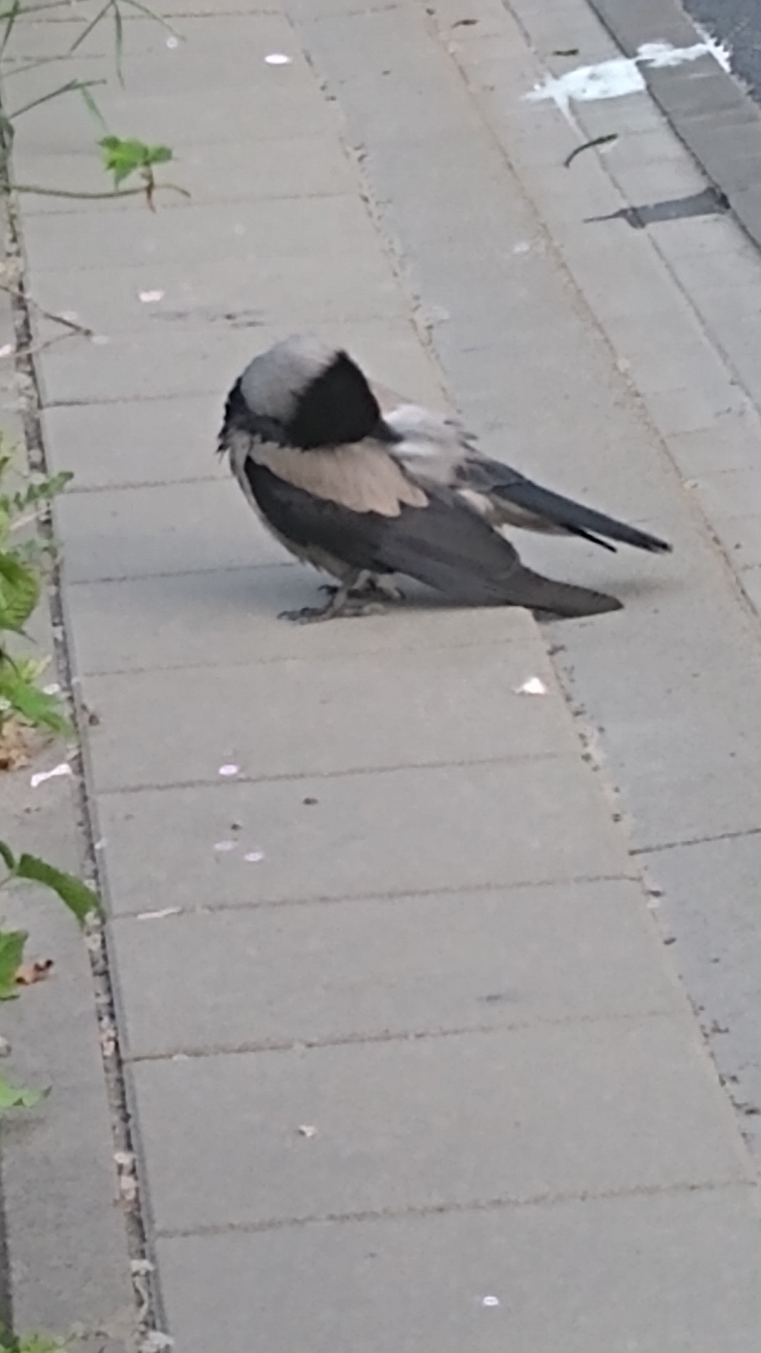 livebirdspoland_5893b8351058dfb87d59f244af949260.jpg