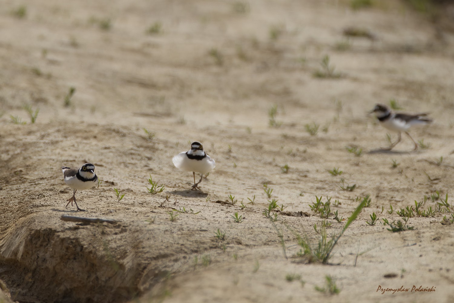 livebirdspoland_37c28982a76566d0ed9ff60027f9954e.jpg