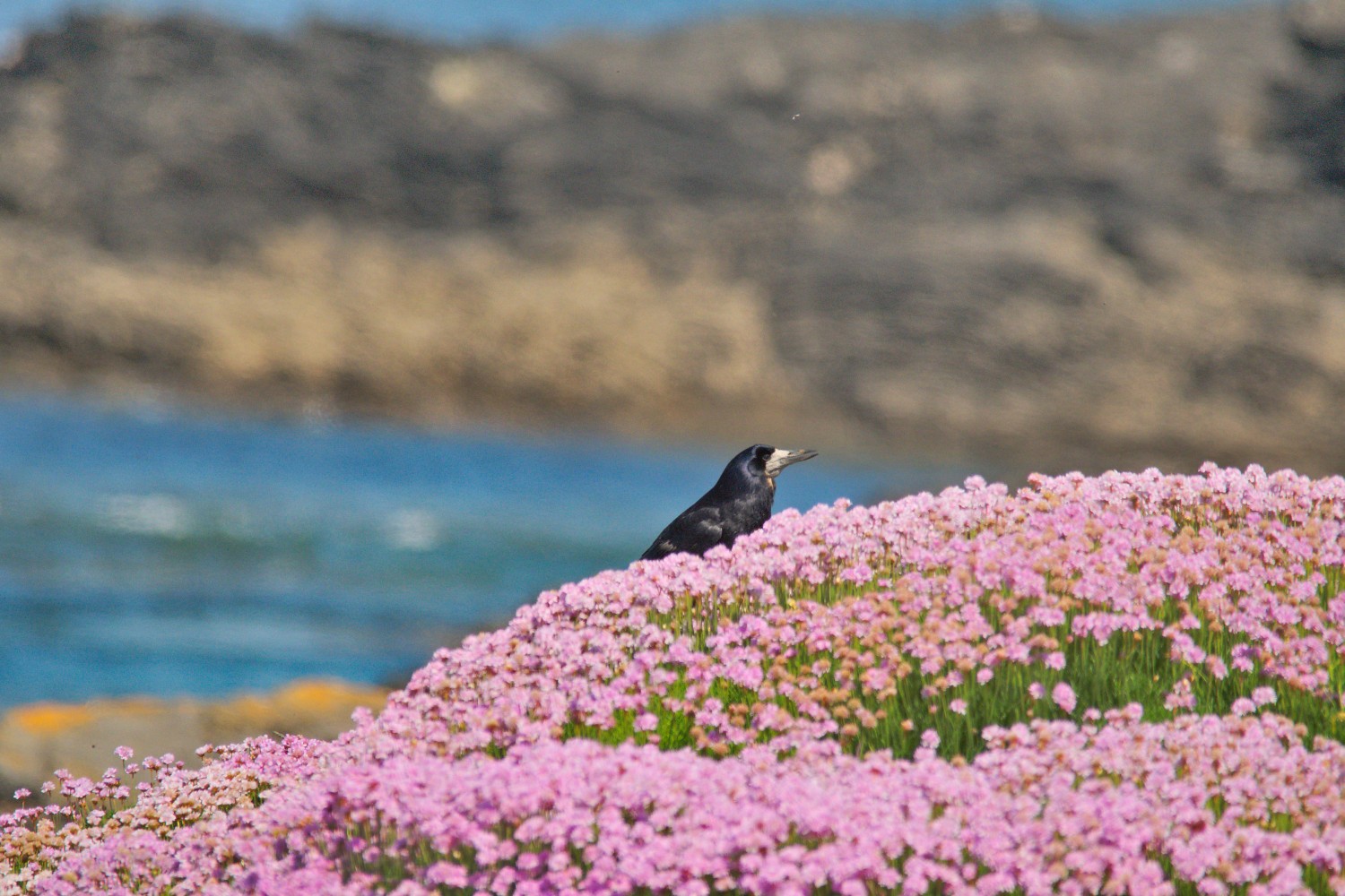 livebirdspoland_0db25deda97a7698d87931de045db4a8.jpg