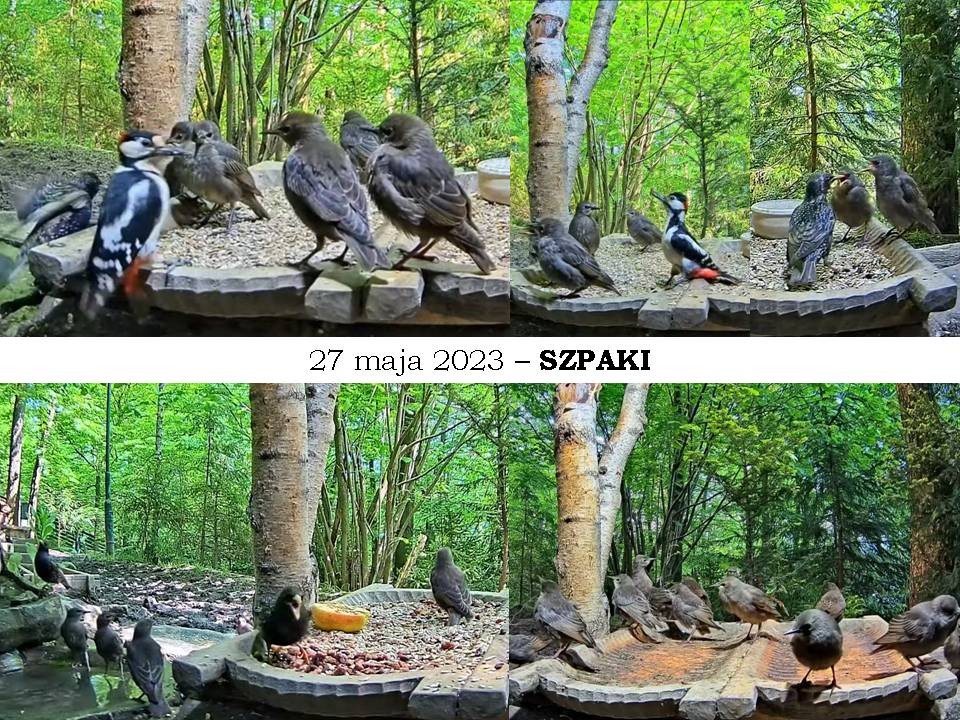 livebirdspoland_326bef2993af167f1a2d766b6dd8c73e.jpg