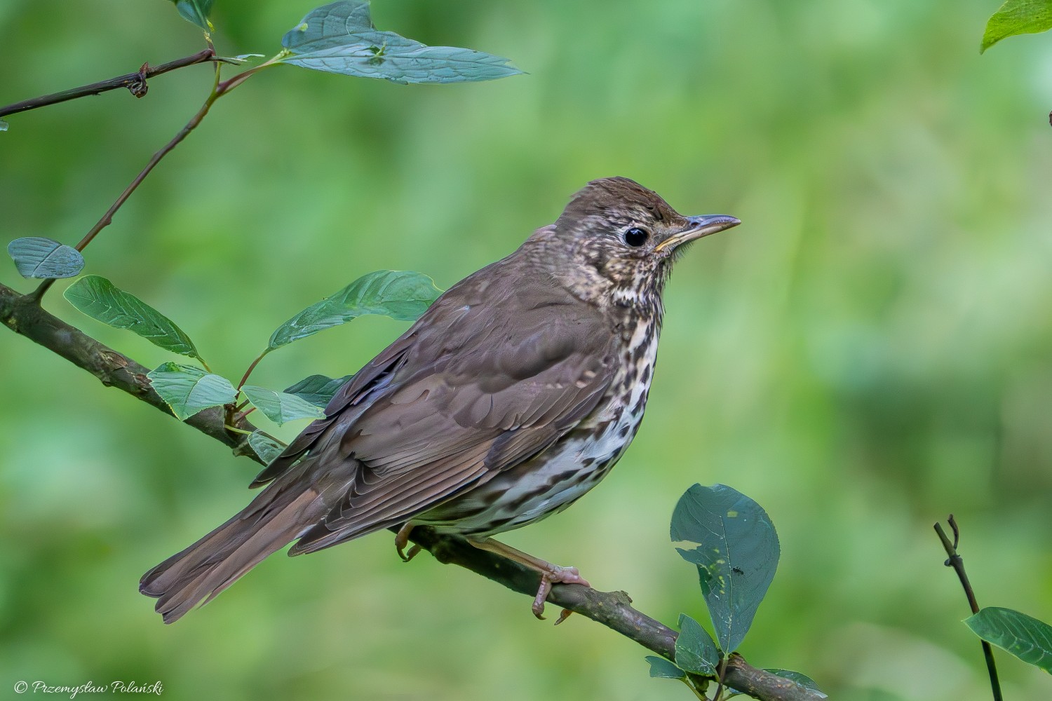 livebirdspoland_832d4ca26858c83c5ddb6b5fa2dc20e5.jpg