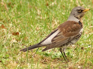 livebirdspoland_9a99de50266fd867a63dc3a905d2165b.png