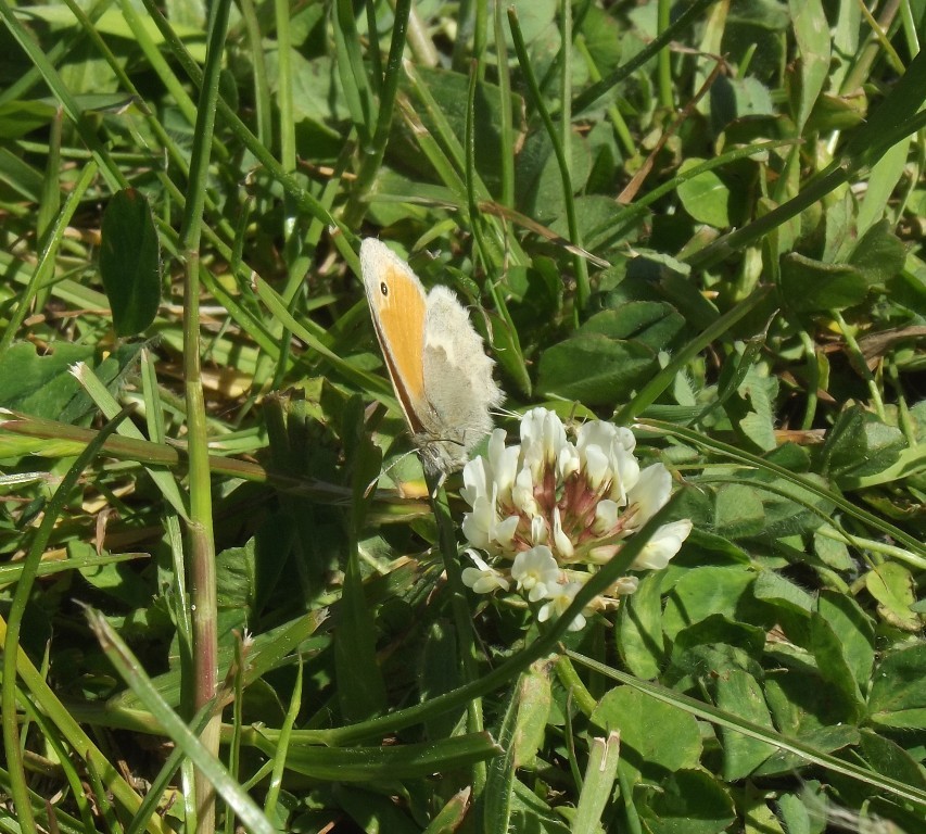 livebirdspoland_ffac0c95823e0d719be760d21d254110.jpg