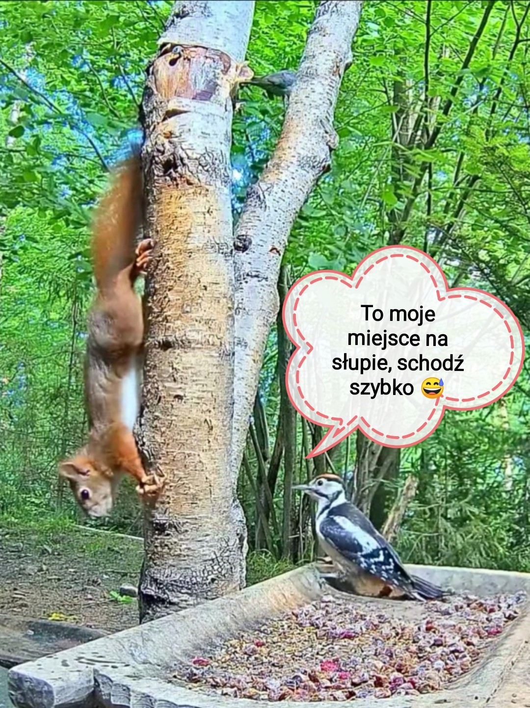 livebirdspoland_3f7b10421c79735b85c171989d44e3f2.jpg