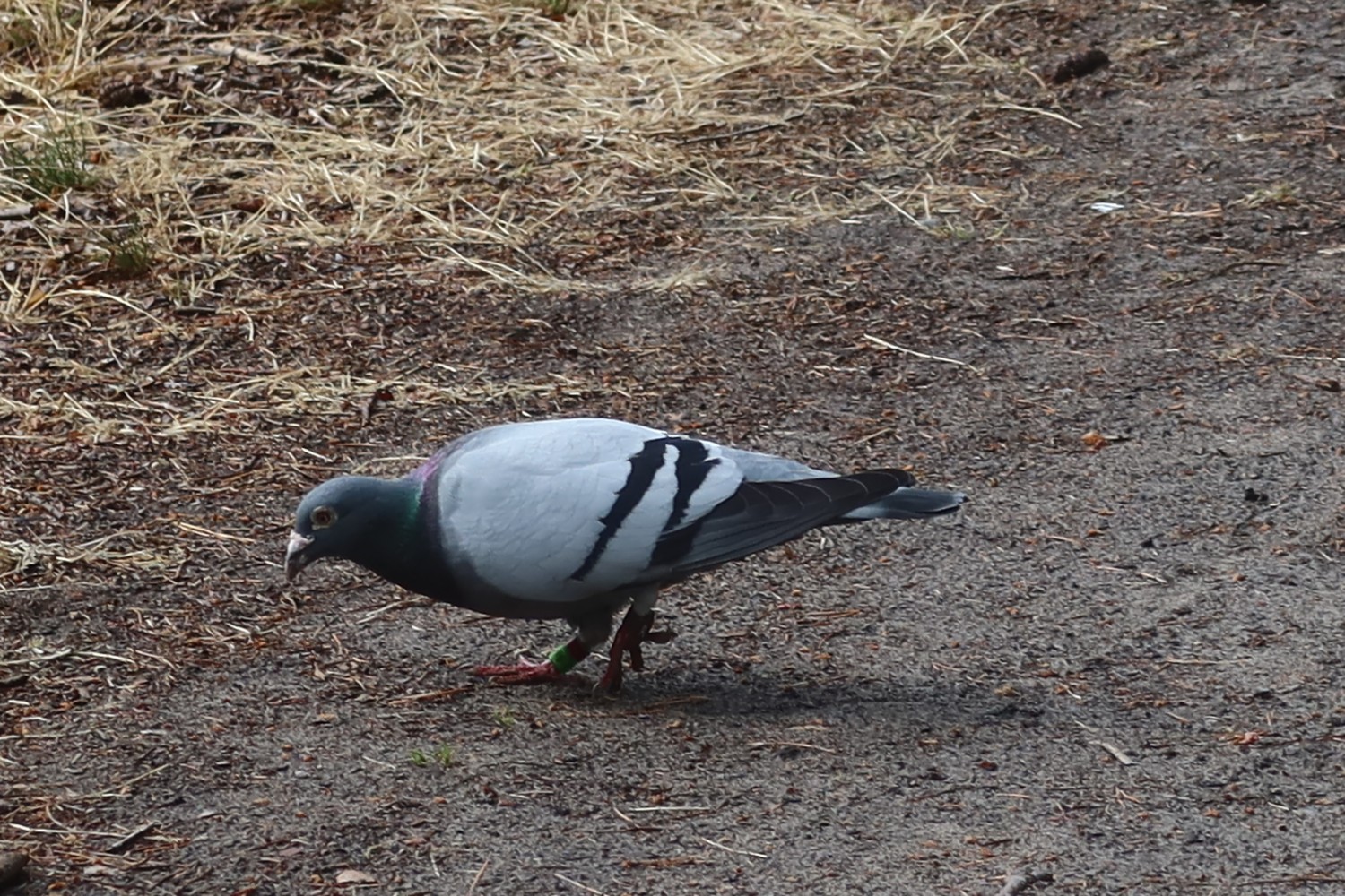 livebirdspoland_48537862f3905892ead291bdb5327425.jpg