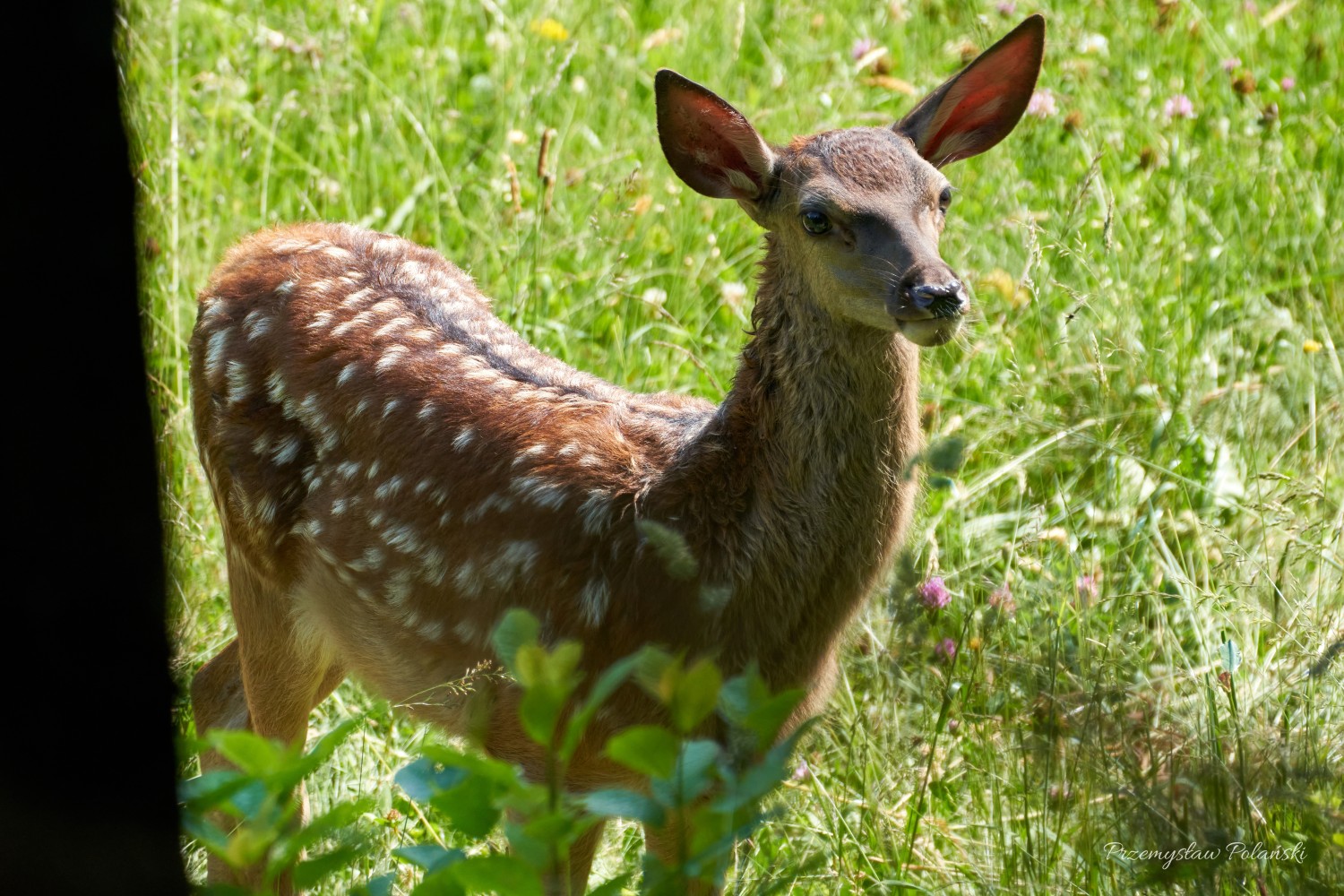 livebirdspoland_9c64320d25e0ab2cfa0fb5666b57e13f.jpg