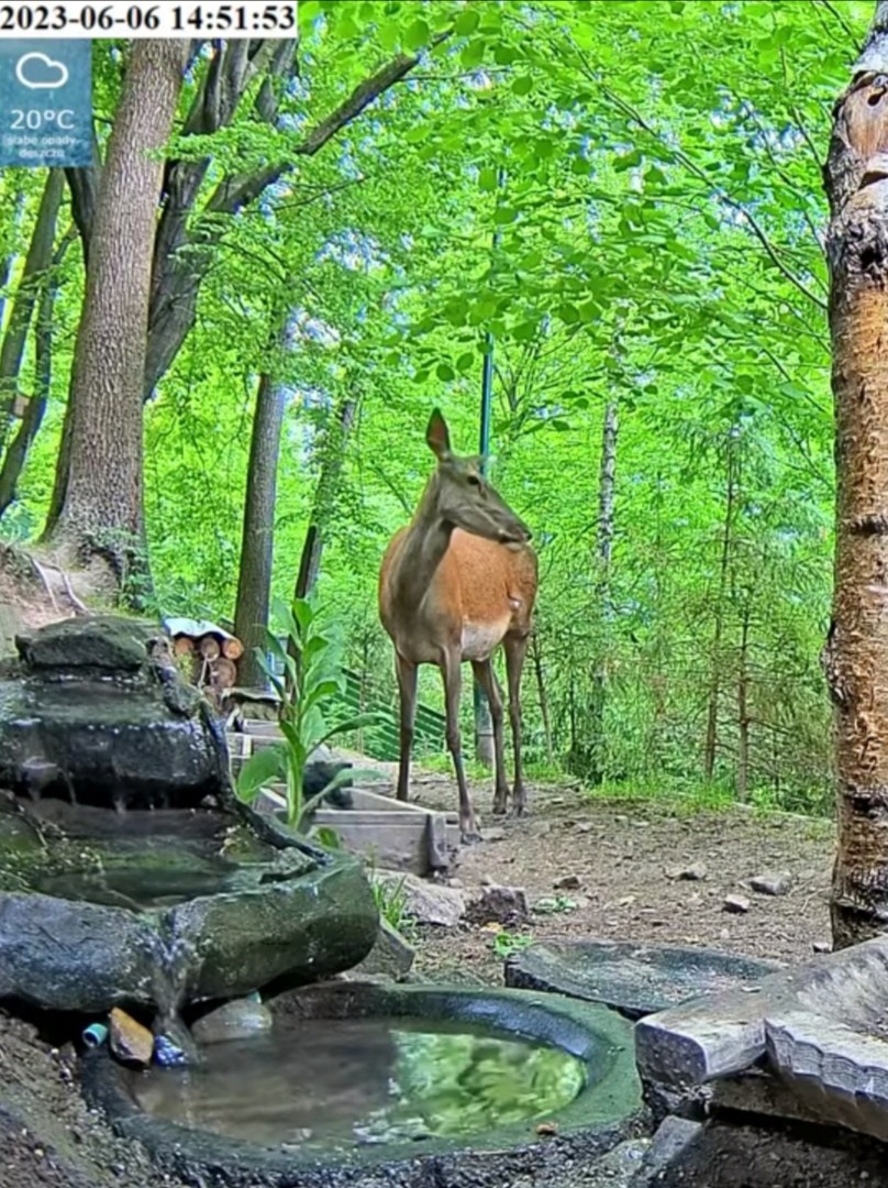 livebirdspoland_3a87fe097ef769b0a57ff4058173f700.jpg