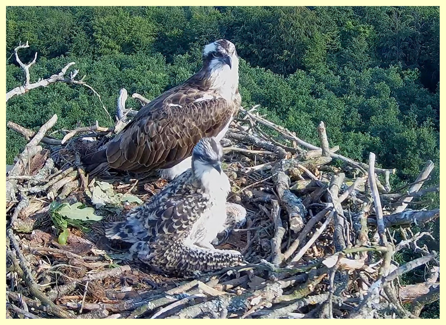 livebirdspoland_382accdb9464e4d4de103088067fdc2b.jpg