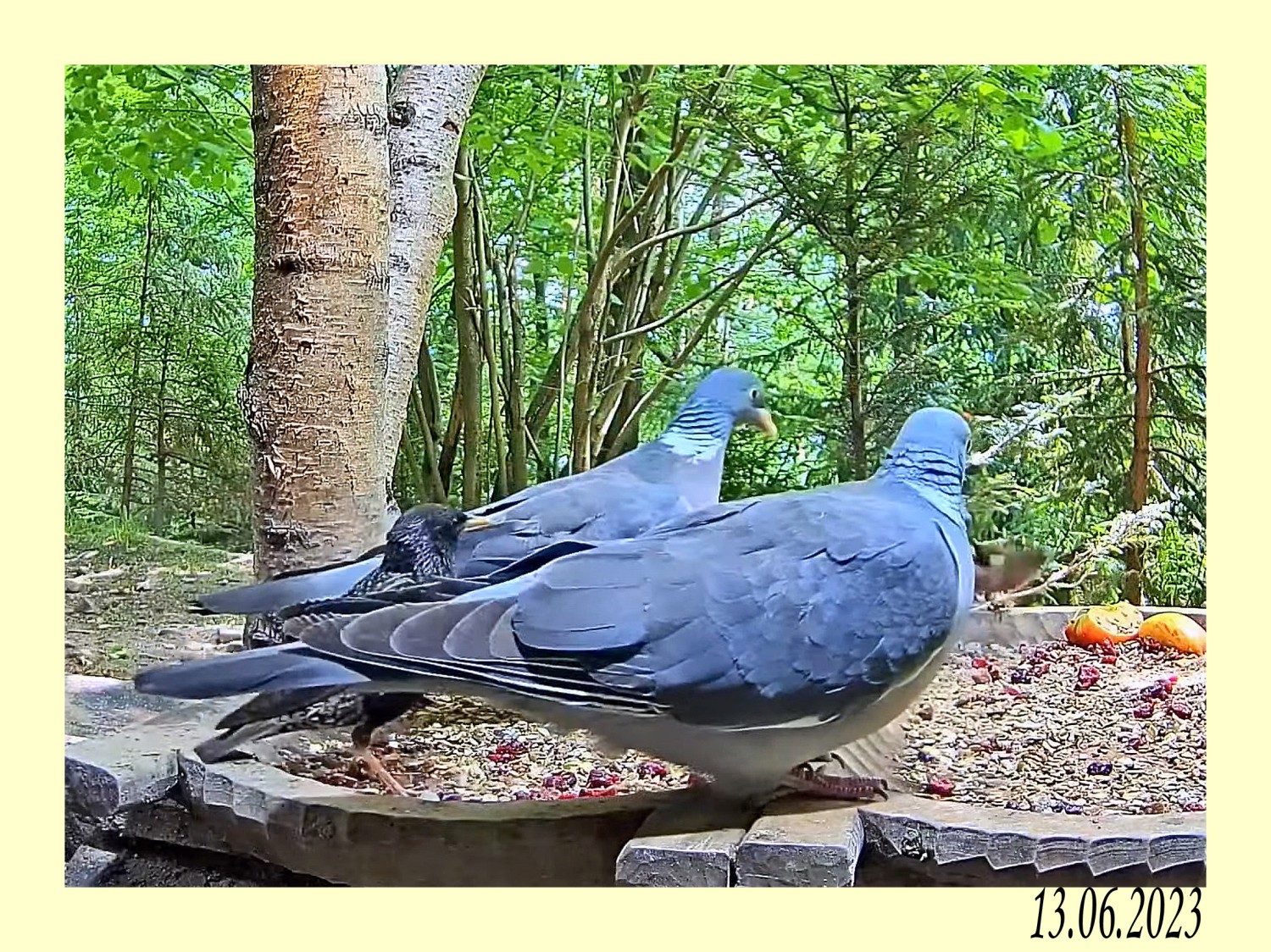 livebirdspoland_a73eabe538a7978d28a626708ea468d0.jpg