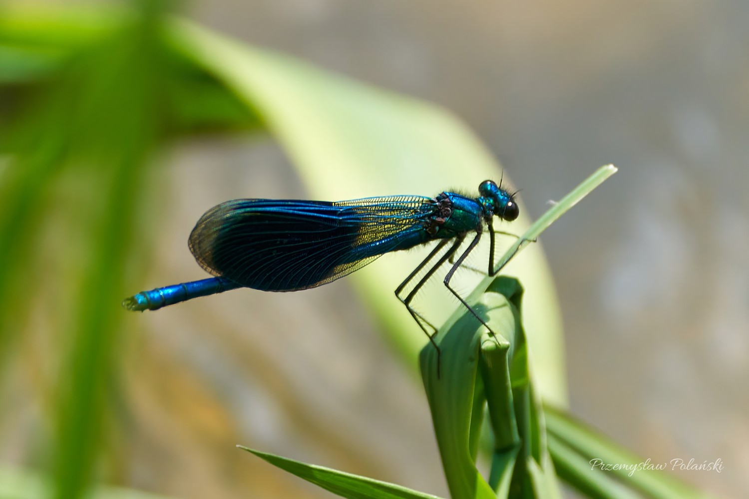 livebirdspoland_e459c71c8e10ff5097e1cd9bf4c99f31.jpg