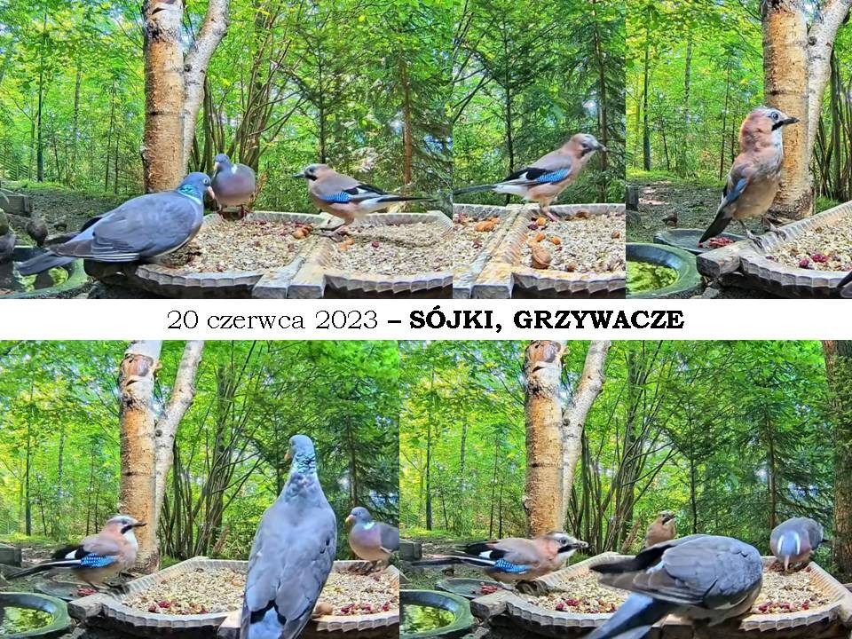 livebirdspoland_e9de726f065ee762b6ca77a3d43e87a7.jpg