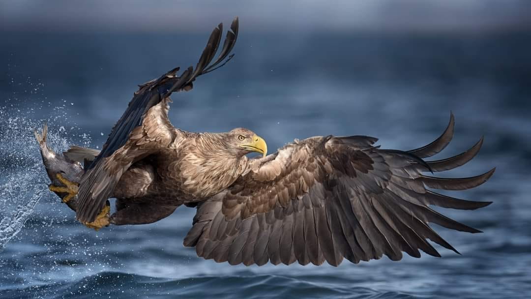 livebirdspoland_29202dcebd3ad9c19c35946678ca2665.jpg