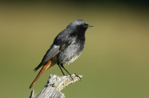 livebirdspoland_c9fc34d1fdff65dd30d6ab0cc2eedbe8.png