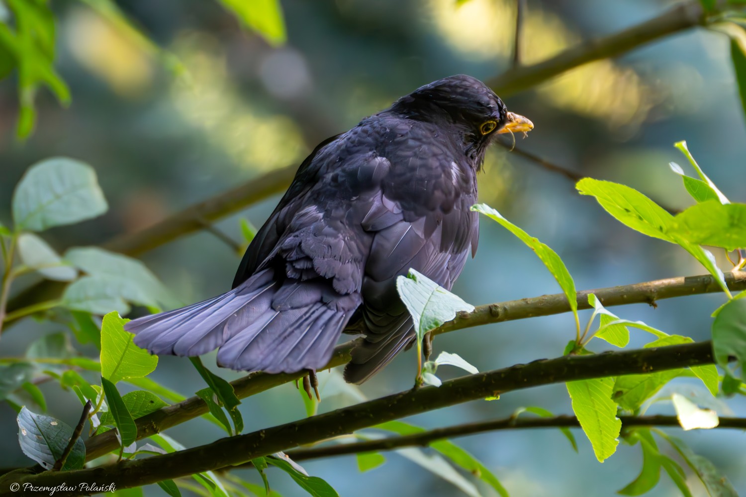 livebirdspoland_78a679a6f950dccefd0af144b926a56c.jpg