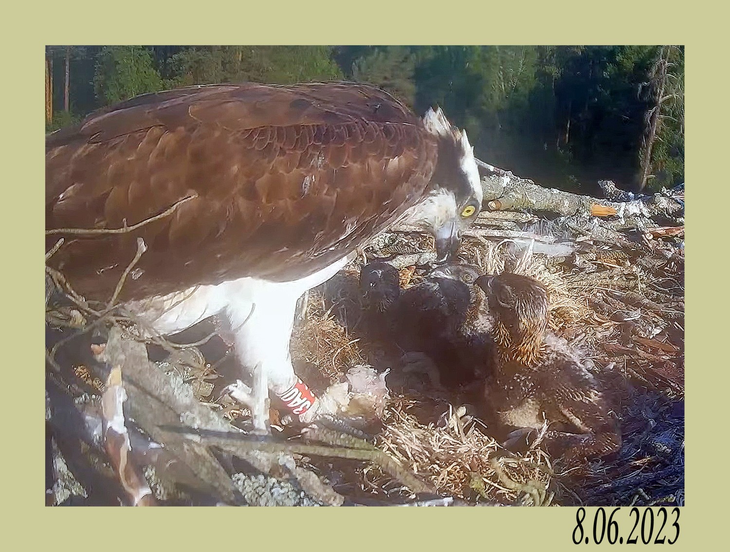 livebirdspoland_e3f8439449ae56555c72b202ab5f9942.jpg