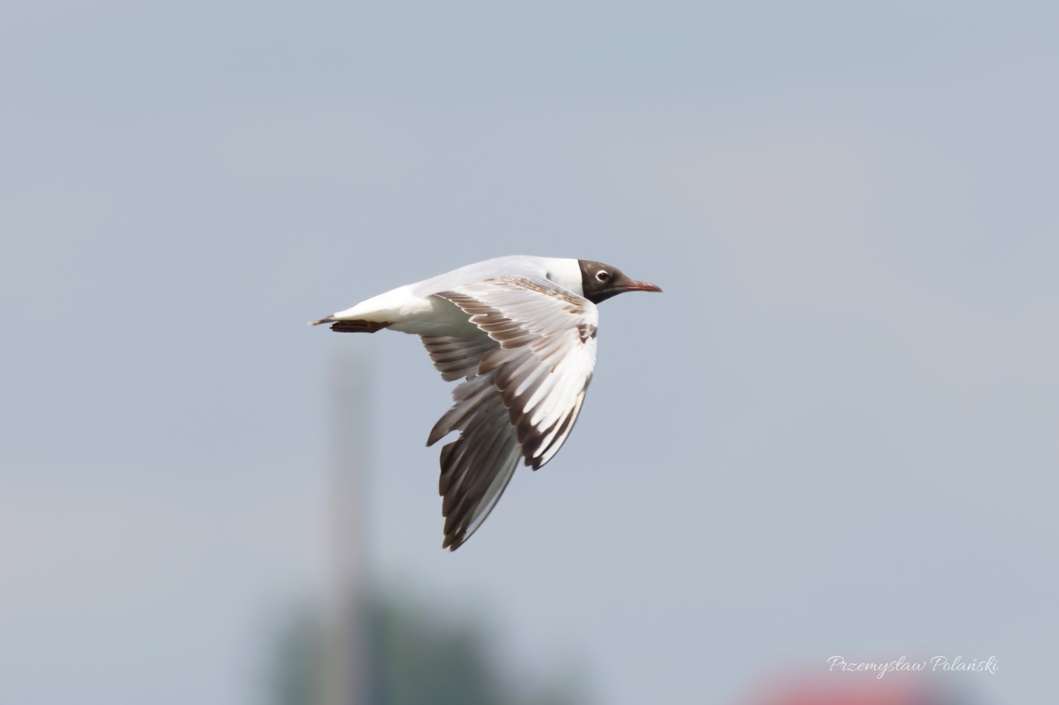 livebirdspoland_852aede42c9dad371621869bf97763f4.jpg