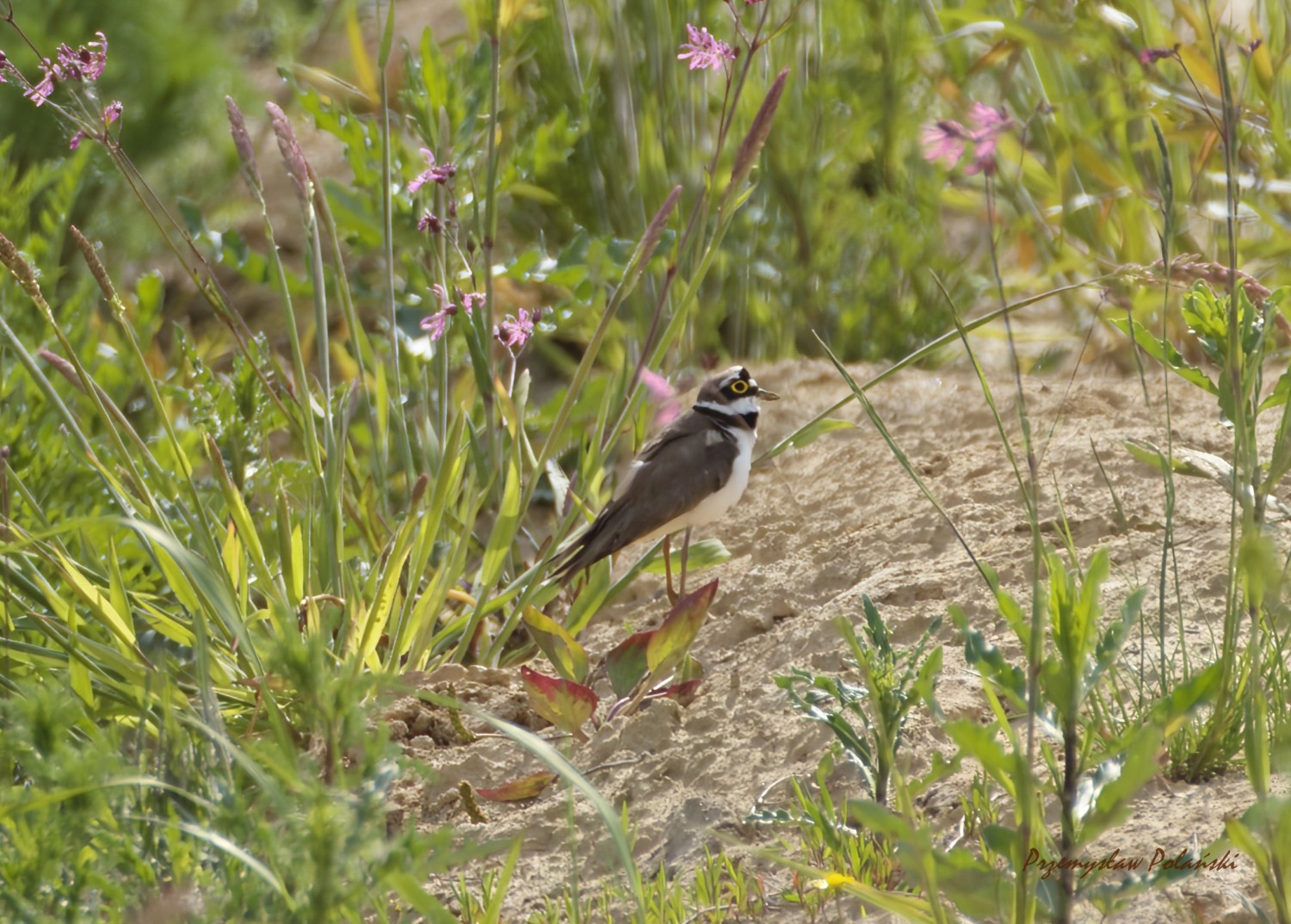 livebirdspoland_526943a04ccfdf4859861329f3588e8d.jpg