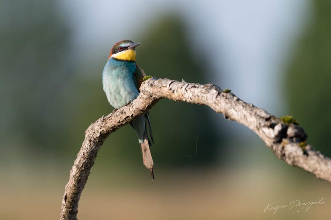livebirdspoland_6b8c3a06568088271cf63759916704c2.jpg