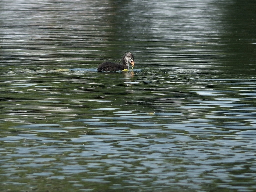 livebirdspoland_8957807da386025412f91eca6081d3b5.jpg