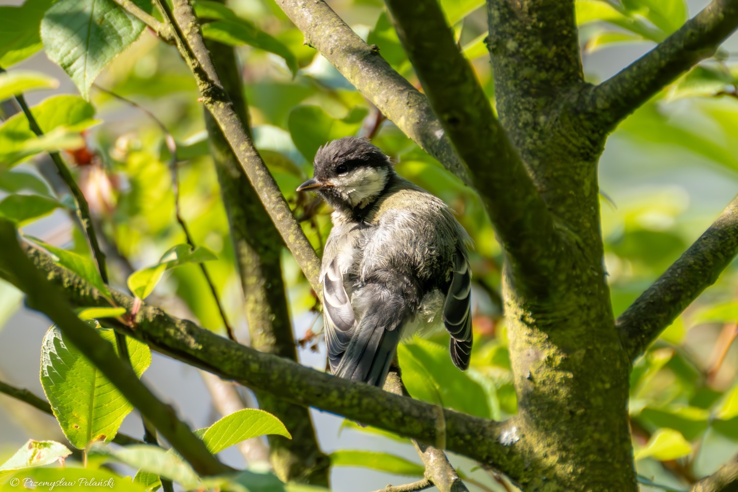 livebirdspoland_71c9fc9fdb480cc25eff4032f3f13062.jpg