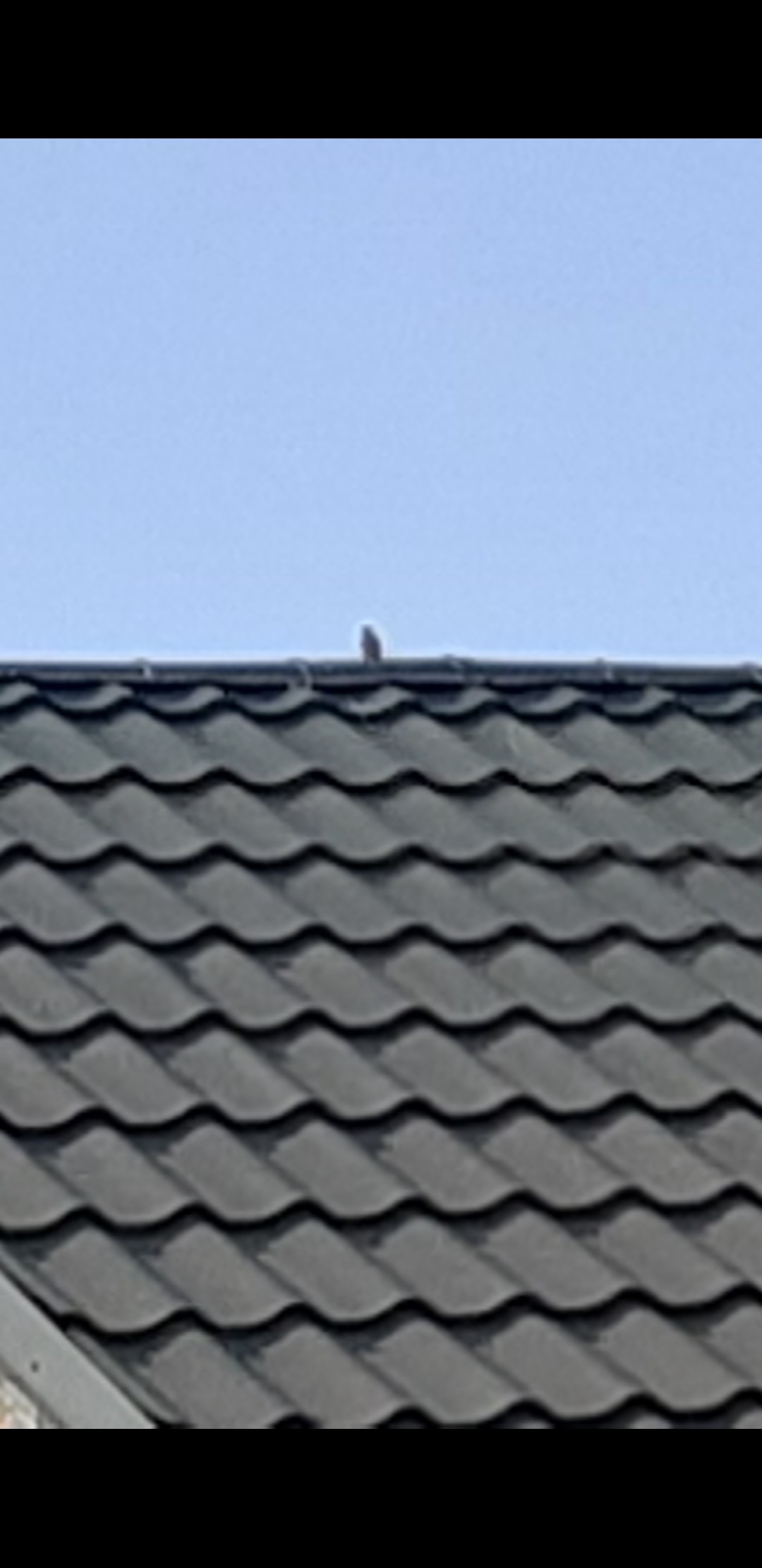 livebirdspoland_12d29697a425265a9355ebe1005d7ea9.jpg