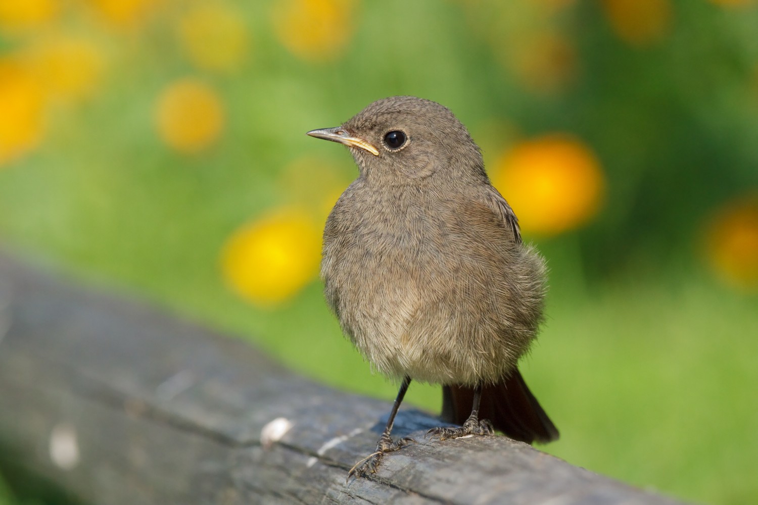 livebirdspoland_d572cea363c2ec559f5b462d3322d9af.jpg