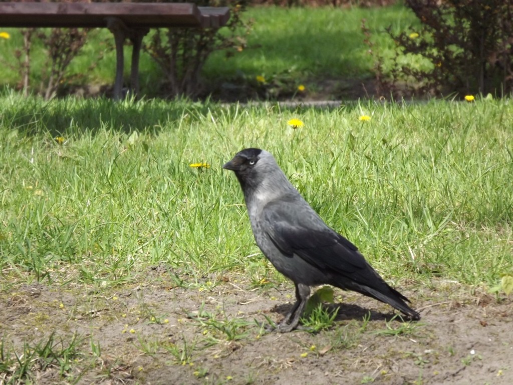 livebirdspoland_403d26196a31d0c7e3f04ee5a374f55c.jpg